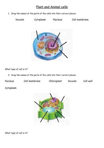 Plant and animal cells