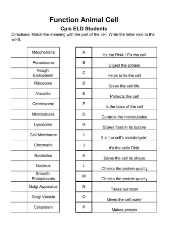 Animal Cell Functions
