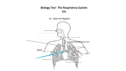 Respiratory System (Group 2)