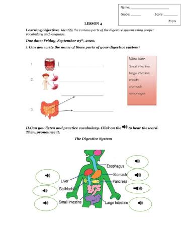 Digestive System