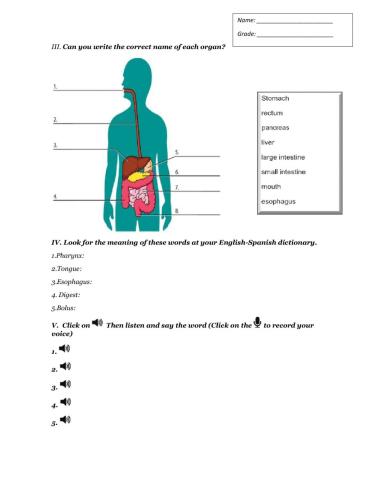 Digestive System
