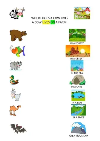 Where do animals live?