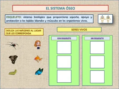 El sistema óseo