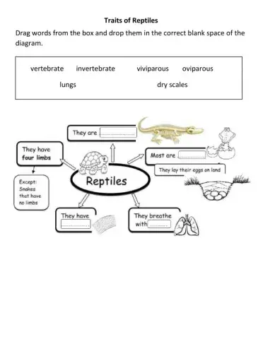 Reptile Traits