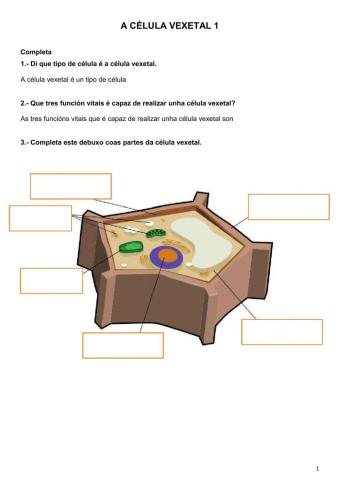 A célula vexetal 1