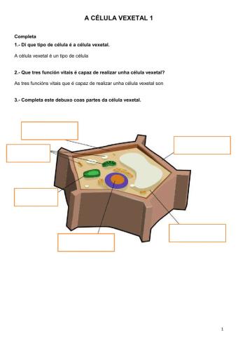 A célula vexetal 1