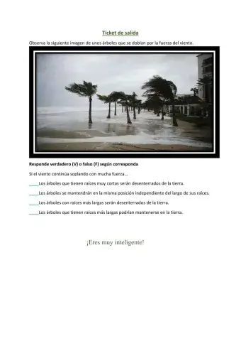 Raíces de los árboles