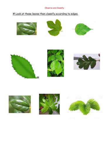 Leaves classification
