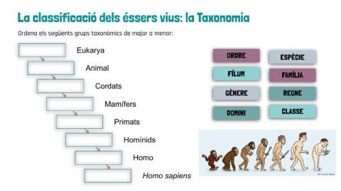 Taxonomia