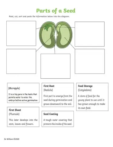 Parts of a bean seed
