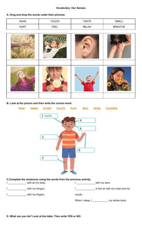 Vocabulary: Our Senses