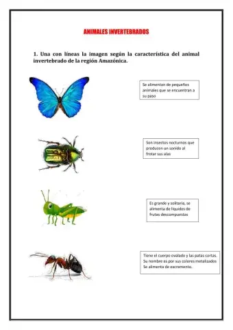 Animales invertebrados de la región Amazónica