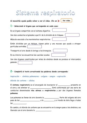 Sistema respiratorio