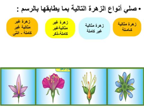 أنواع الزهور