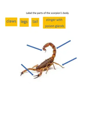 Label the scorpion's body parts