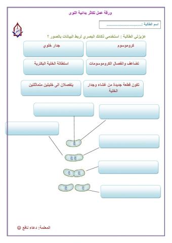 الانقسام الثنائي للبكتريا