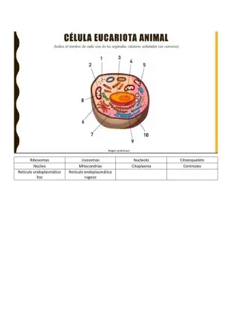 Partes de la célula