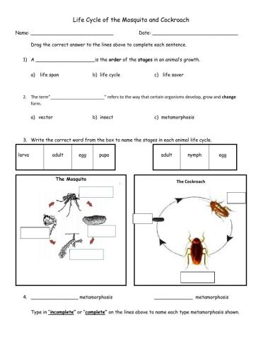 Life Cycle of Insects (beginner)
