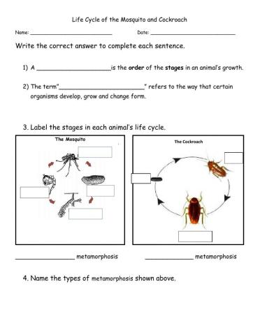 Life Cycle of Insects (above average)