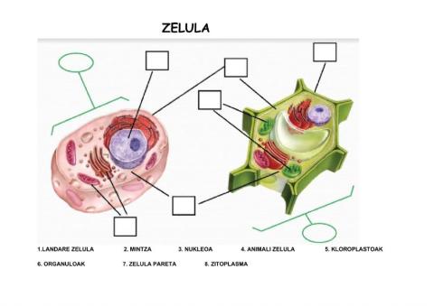 Zelula