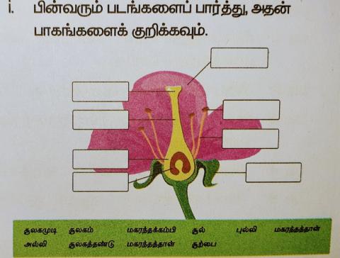 VERTICALl APPEARENCE OF A FLOWER