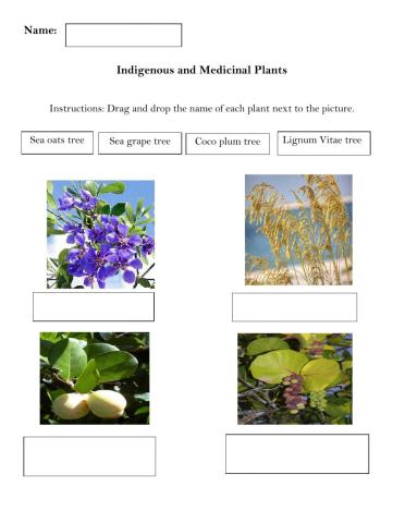 Indigenous and medical plants