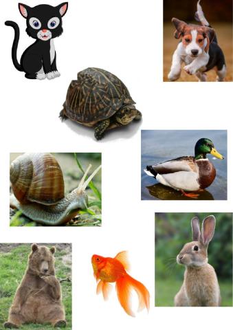 STARTER UNIT ANIMALS