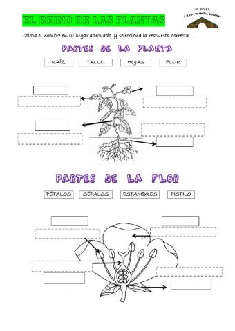 PARTES DE L APLANTA Y LA FLOR