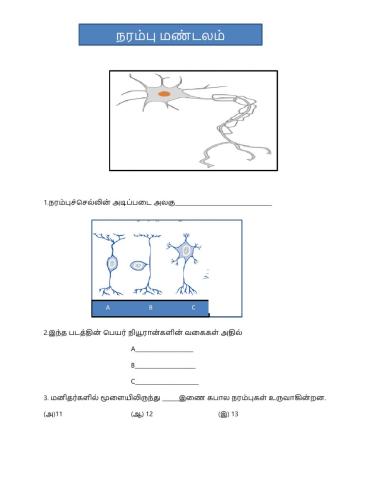 நரம்பு மண்டலம்