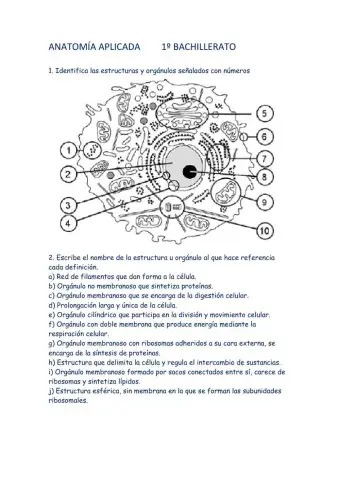 Estructura célula eucariota animal