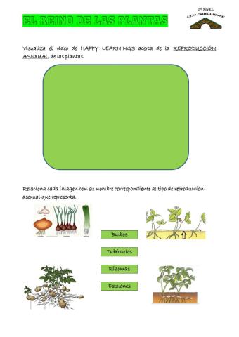 Reproducción asexual