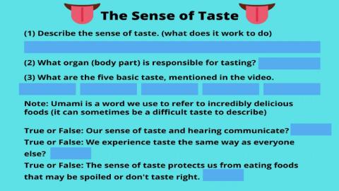 Activity 1: Taste Discovery