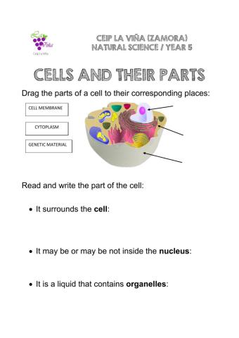 Cells and their parts
