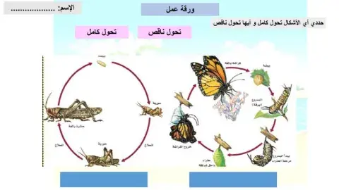 دورة حياة الحيوان