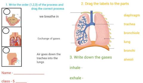 Respiratory system