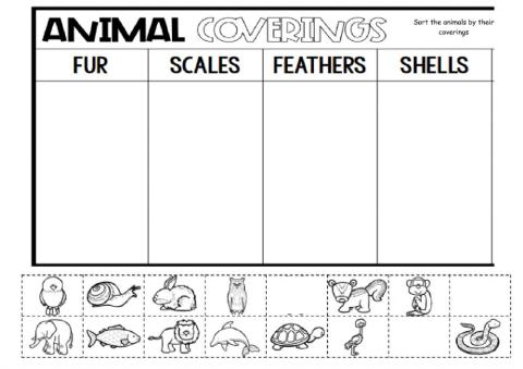 Animal body Coverings