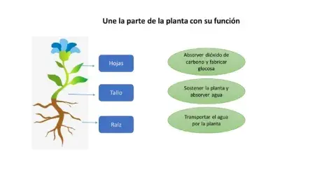 Funciones de las principales partes de la planta
