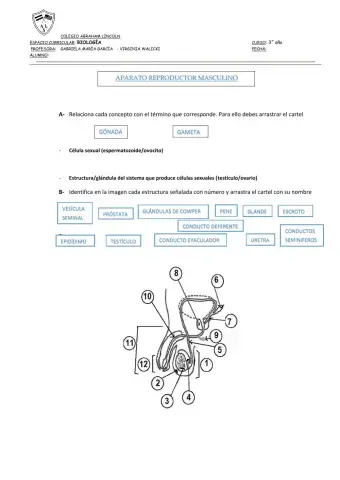 APARATO REPRODUCTOR MASCULINO, estructuras y funciones
