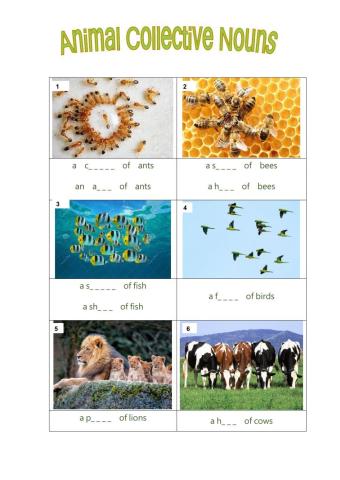 Collective Nouns-Animal-Exercise