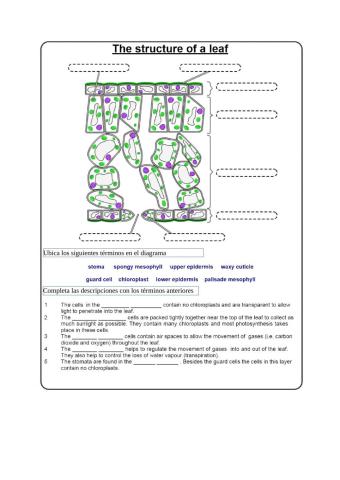 Structure of a leaf