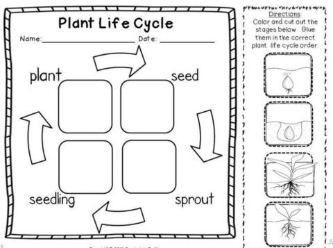 The lifecycle of a plant