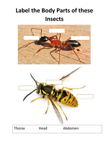 Insects Boday Parts