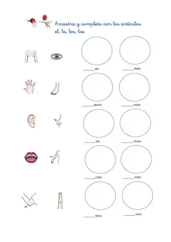 Artículos y vocabulario partes del cuerpo
