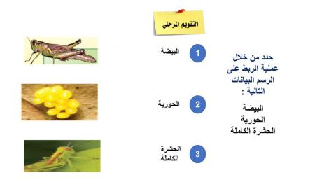 ورقة عمل دورة الحيوان 2