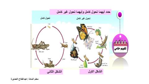 دورة حياة الحيوان 3