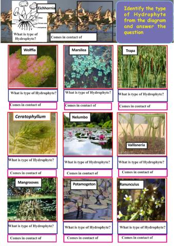 Ecological adaptation -2