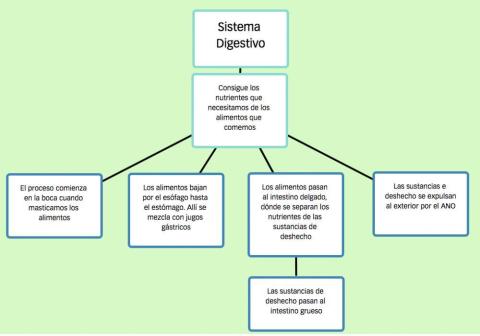 Sistema Digestivo Esquema