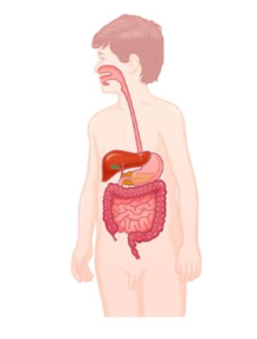Digestive System Information