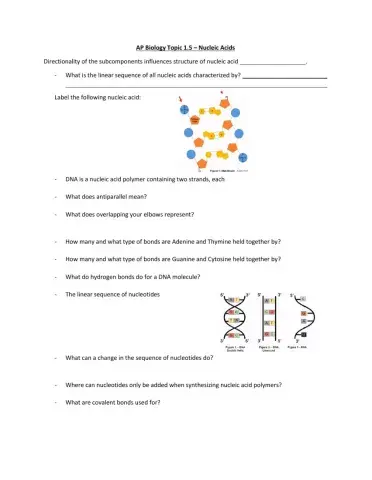 AP Bio Topic 1.5 - Nucleic Acids