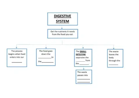 Digestive System Complete
